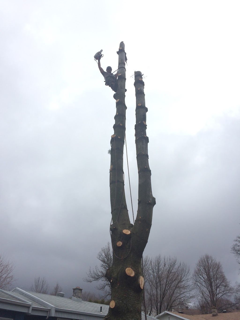 Arboriculture Thibault Inc. | 2994 Rte de lAéroport, Québec, QC G3K 1B3, Canada | Phone: (418) 657-0862
