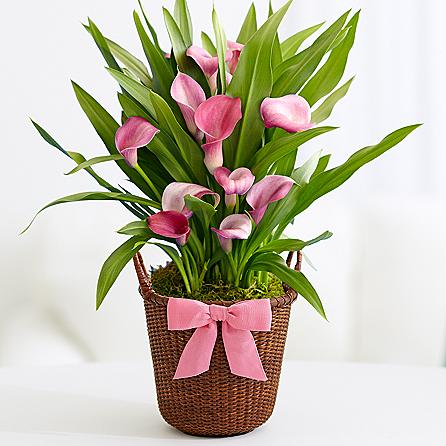 Serendipity Flower Farm- formerly Serendipity Florals | 424073 Taylor Side Rd, Kemble, ON N0H 1S0, Canada | Phone: (519) 270-4787