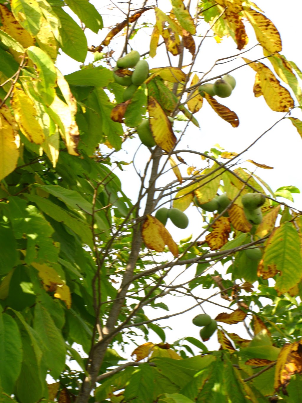 Rhoras Nut Farm & Nursery | 33083 Wills Rd, Wainfleet, ON L0S 1V0, Canada | Phone: (905) 899-3508