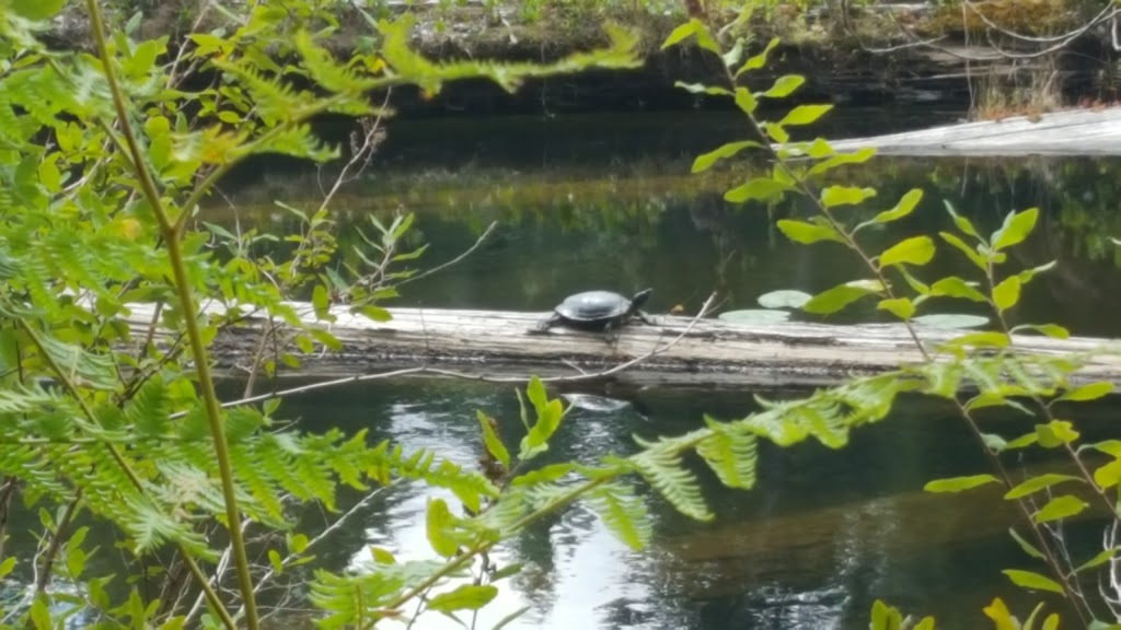 Westwood Lake R V Camping & Cabins | 380 Westwood Road, Nanaimo, BC V9R 6S5, Canada | Phone: (250) 753-3922