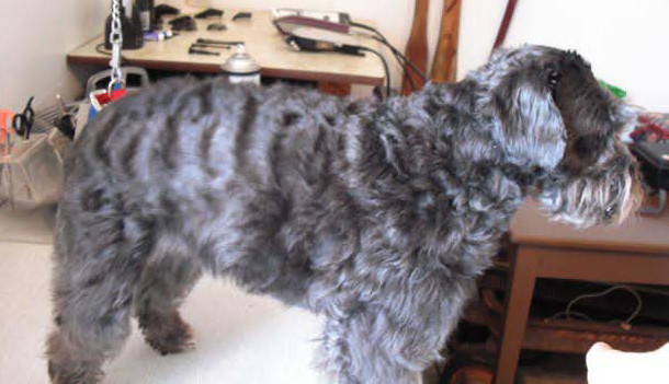 TLC Grooming | 33070 Rd 33E, Mitchell, MB R5G 1P5, Canada | Phone: (204) 371-9009