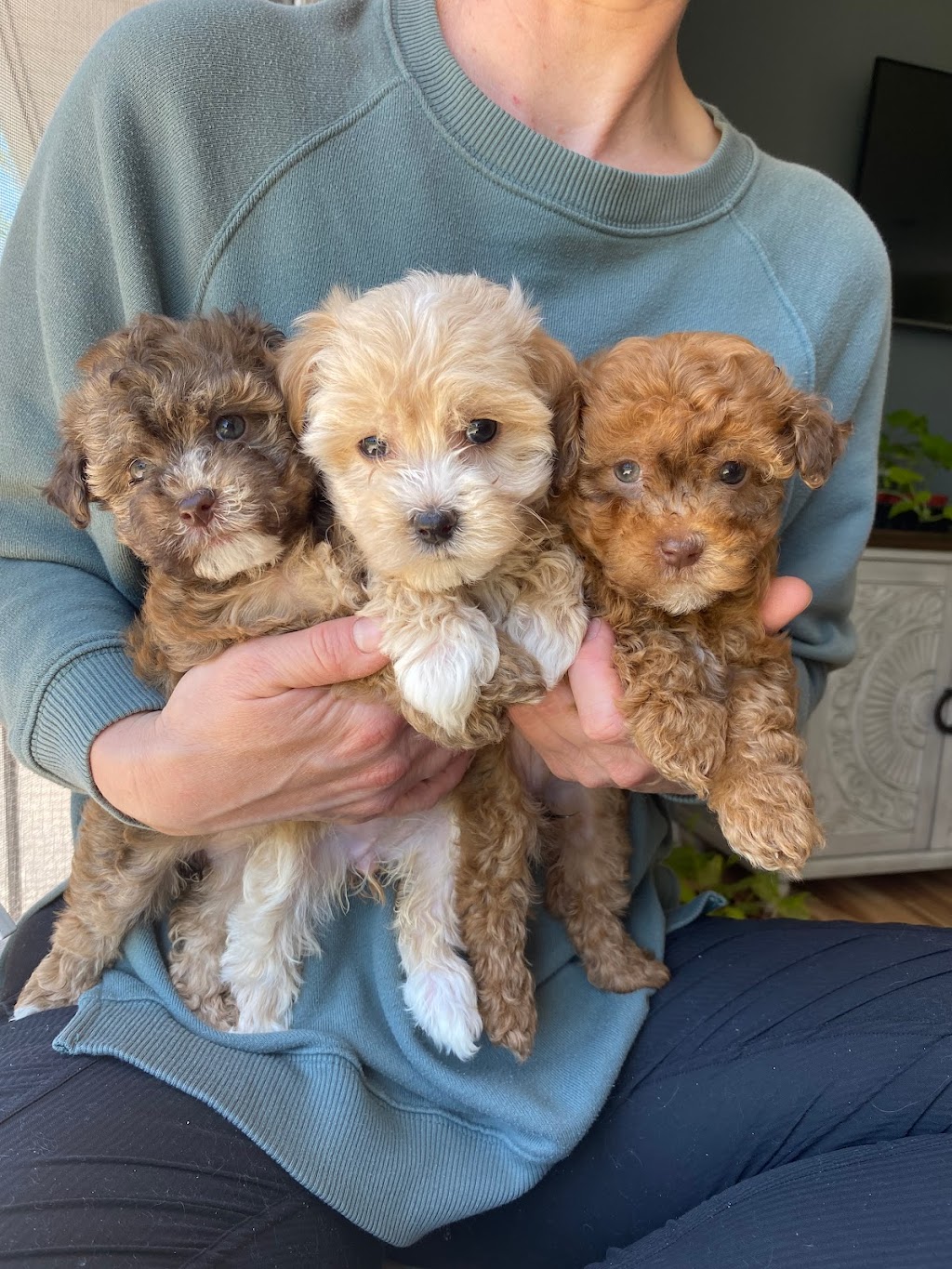 Eastern Ontario Havanese | 930 County Rd 14, Enterprise, ON K0K 1Z0, Canada | Phone: (613) 920-3245