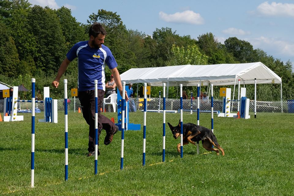 Professionnel Légitime Canin | 230 Rang de la Montagne, Rougemont, QC J0L 1M0, Canada | Phone: (514) 922-2752