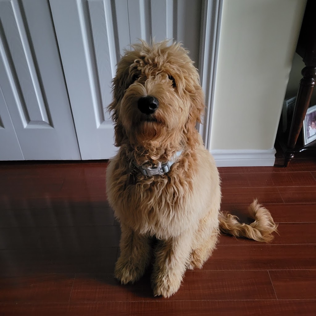 The Pawlour | 21 Temperance St, Bowmanville, ON L1C 1A1, Canada | Phone: (905) 242-7202