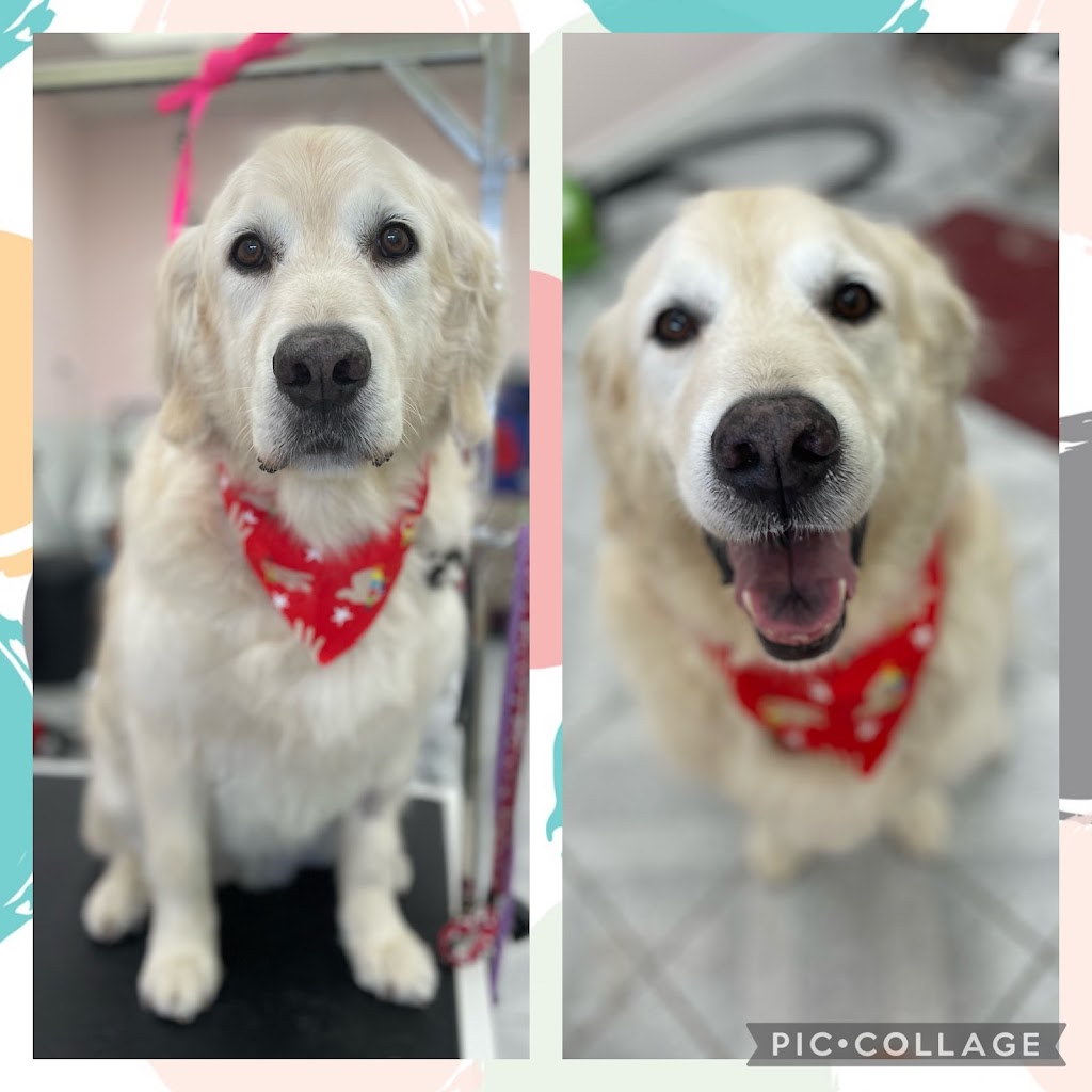 On Dog Dog Pet Grooming | 555 Rossland Rd E, Oshawa, ON L1K 1K8, Canada | Phone: (905) 576-8918