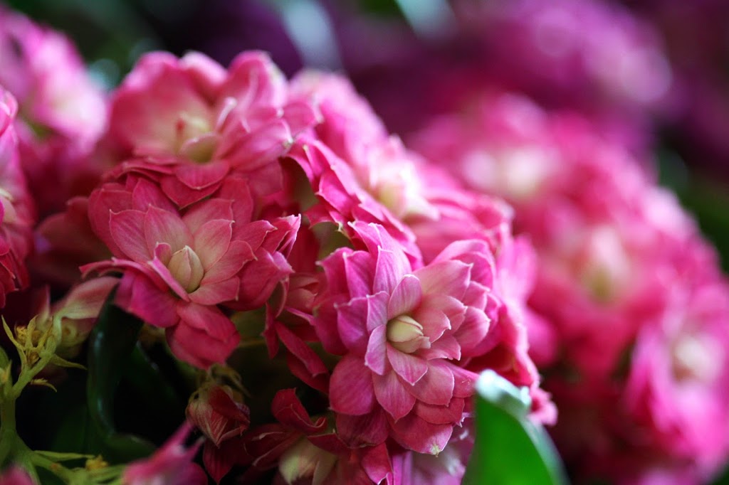 Bolton Florist Inc. | 368 Queen St S, Bolton, ON L7E 4Z7, Canada | Phone: (905) 857-7440