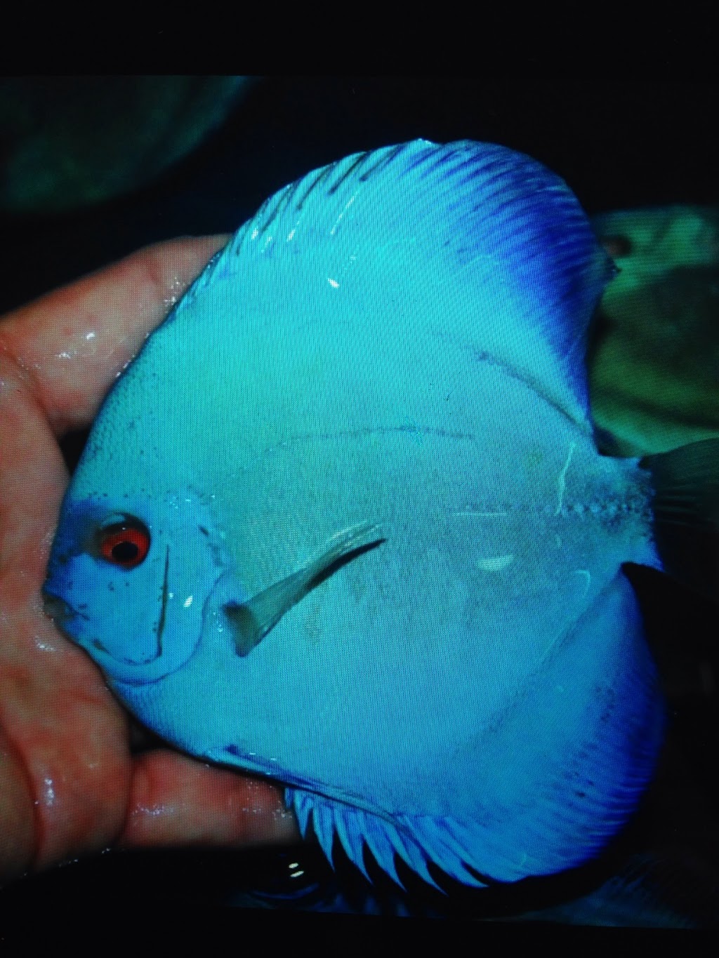 Discus fish wholesale in bc | 11842 80 Ave, Delta, BC V4C 1Y2, Canada | Phone: (604) 862-1102