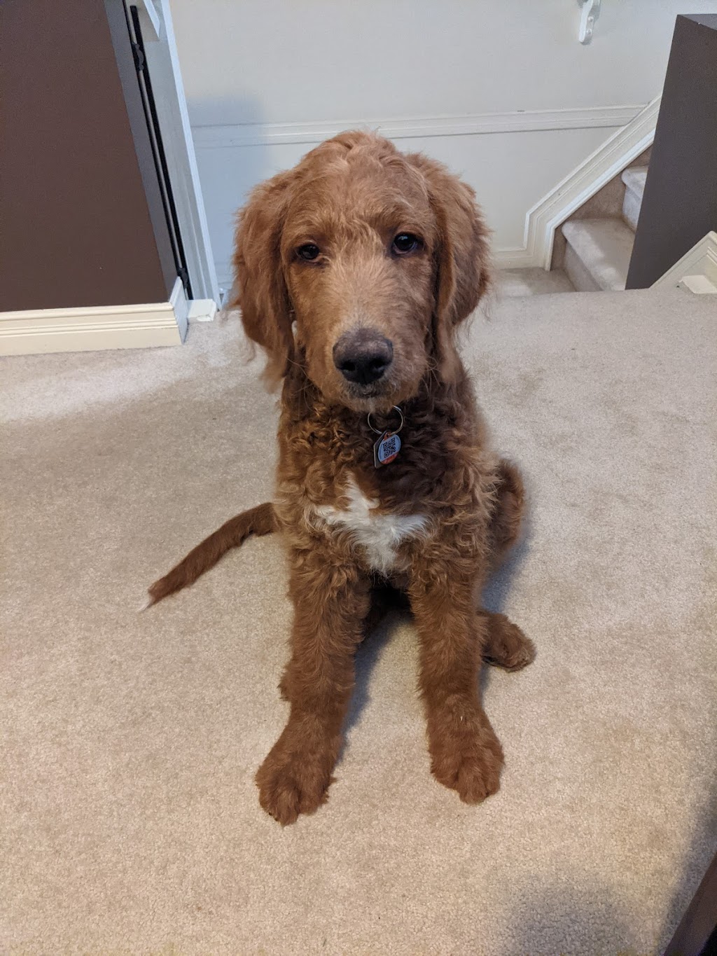 Pawsitive Solutions Dog Training | 5600 Centre St N, Calgary, AB T2K 0T3, Canada | Phone: (403) 467-9076