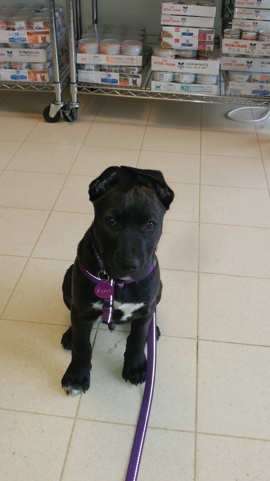 Capitol Hill Animal Hospital | 5514 Hastings St, Burnaby, BC V5B 1R3, Canada | Phone: (604) 299-3395