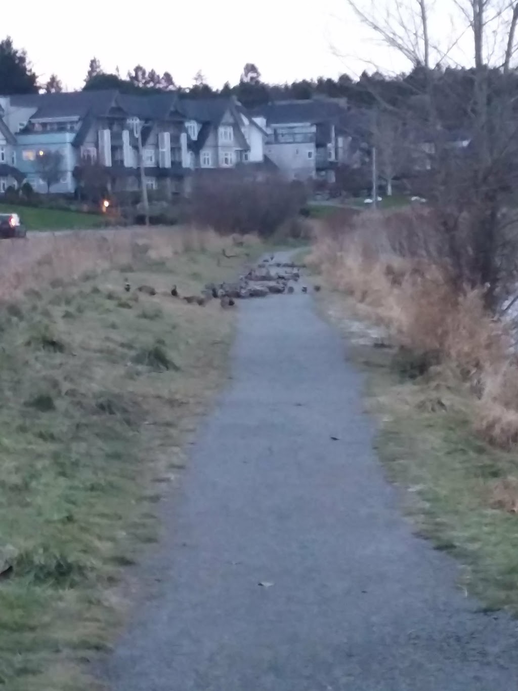 Shadywood Park | Shadywood Dr, Victoria, BC V8X 4N6, Canada