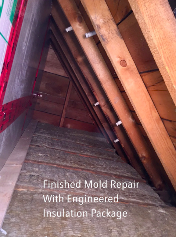 Mold Repair Calgary | 1101B Reader Crescent NE, Calgary, AB T2E 5J8, Canada | Phone: (403) 650-3829