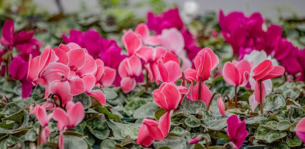 Jack Family Plants | 3053 Portage Rd, Niagara Falls, ON L2J 2J8, Canada | Phone: (289) 547-7699