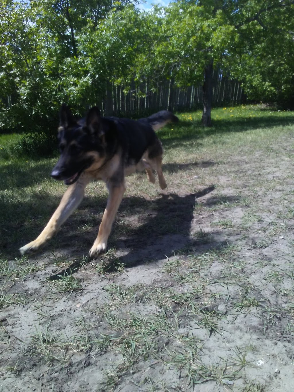 High Tails Pet Resort Inc. | 261178 RR290, Alberta T4A 0P7, Canada | Phone: (403) 226-0036
