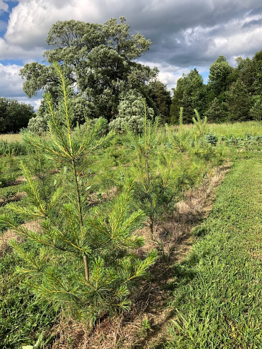 Davidson Tree Farms Ltd. | 4653 Concession Rd 4, Newtonville, ON L0A 1J0, Canada | Phone: (416) 833-5750