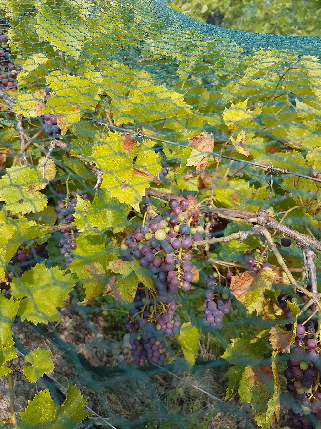 Sugar Woods Experimental Vineyards | 2Y0, 12 Line Rd, Wolfe Island, ON K0H 2Y0, Canada | Phone: (613) 385-2088