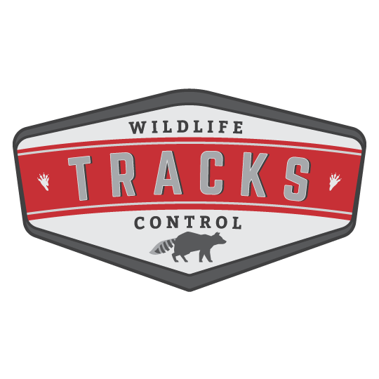 Tracks Wildlife Control | 10110 Fernhill Dr, Denfield, ON N0M 1P0, Canada | Phone: (519) 870-0561