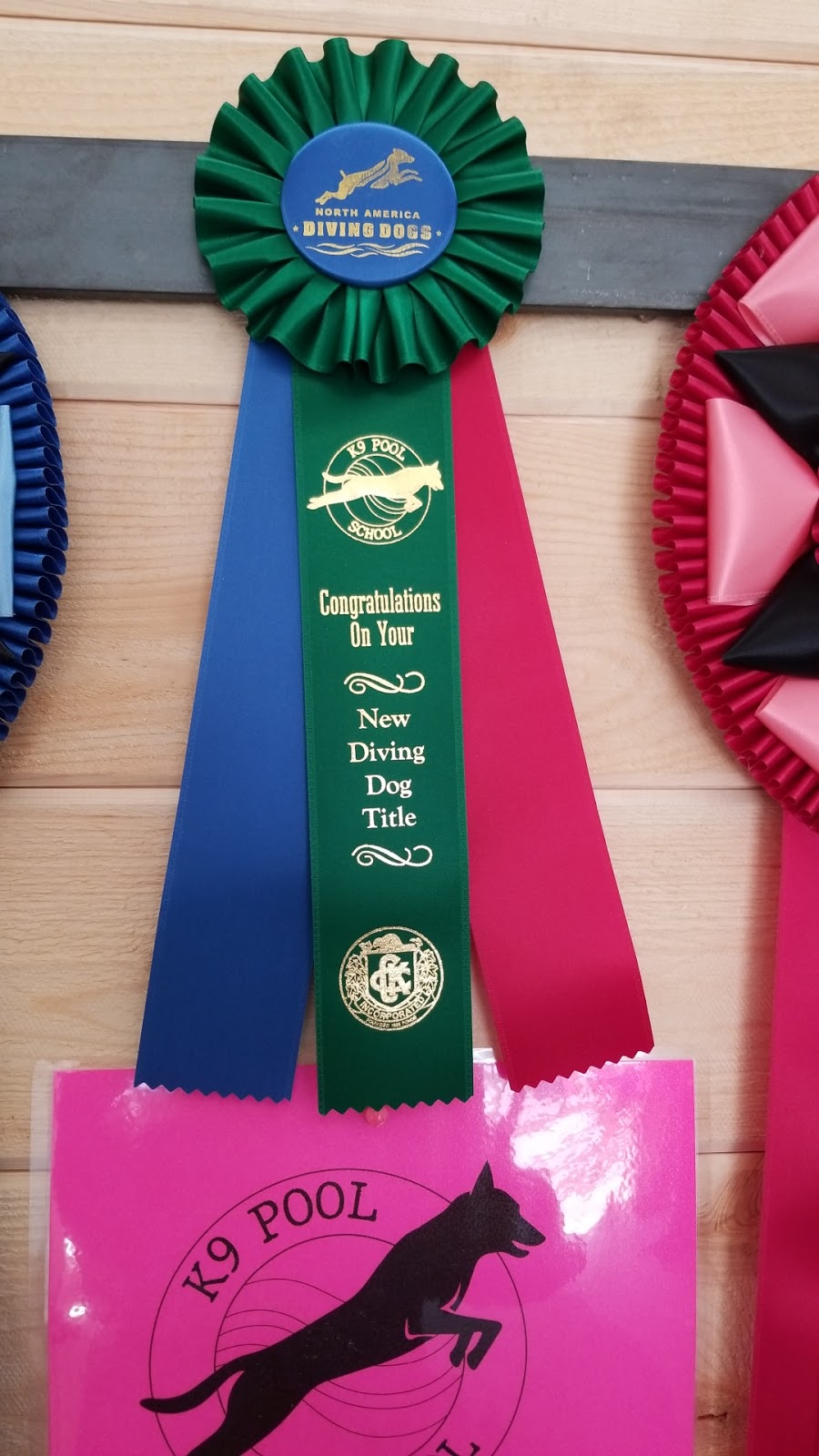 K9 Pool School | 29837 Simpson Rd, Abbotsford, BC V4X 1B9, Canada | Phone: (604) 615-9491