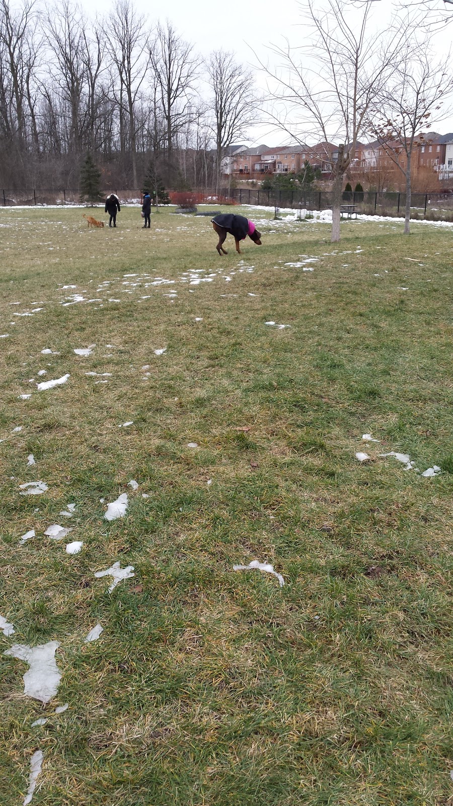 Leash Free Milton | 230 Cedar Hedge Rd, Milton, ON L9T 6J4, Canada | Phone: (905) 875-3286