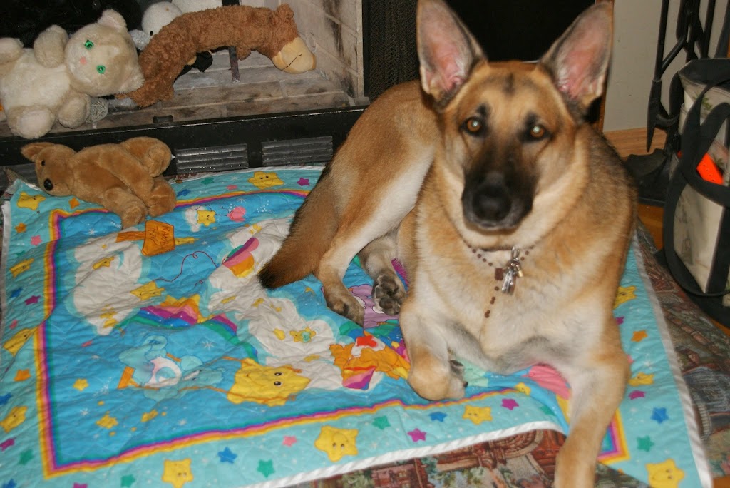 Taber Pet Clinic | 6212 54 Ave, Taber, AB T1G 1X3, Canada | Phone: (403) 223-2474