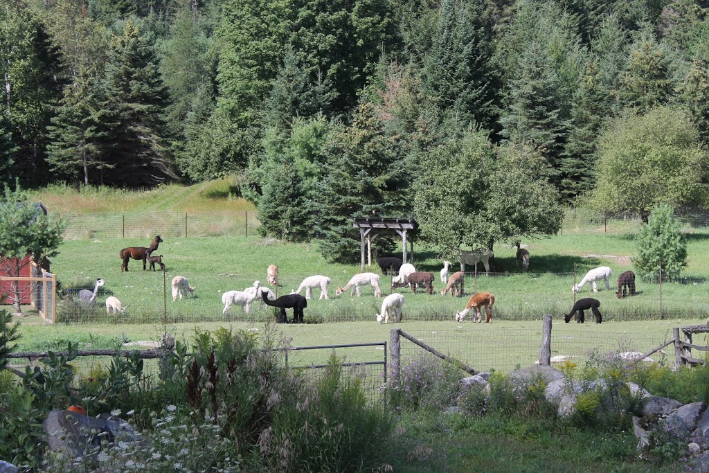 Serendipity Farm and Sanctuary - Alpacas & Llamas | 929 S Lavant Rd, Lanark, ON K0G 1K0, Canada | Phone: (613) 259-3304