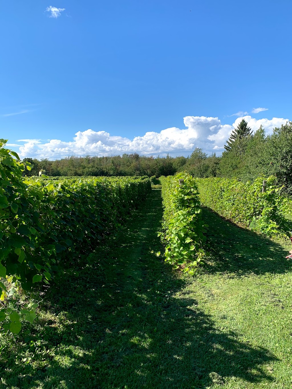 Vignoble Domaine Bel-Chas | 7119 Rang de lHêtrière E, Saint-Charles-de-Bellechasse, QC G0R 2T0, Canada | Phone: (418) 887-1311