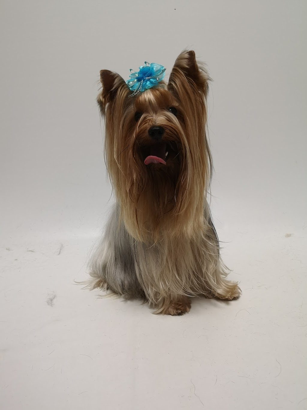 Salon De Toilettage Stars Canins | 5850 Chem. de Chambly, Saint-Hubert, QC J3Y 6W9, Canada | Phone: (450) 486-7827