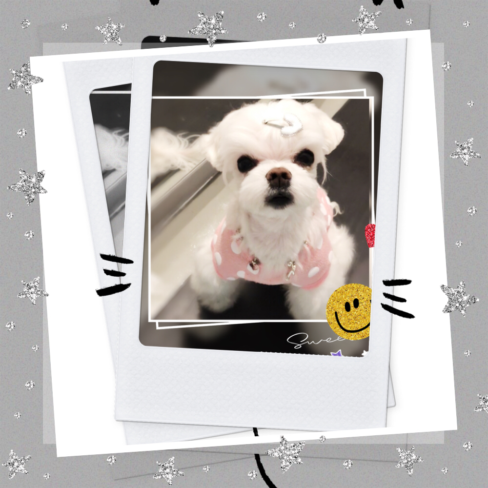 Yabo Pet Spa 寵物造型工作室 | 150-815 1st St, New Westminster, BC V3L 2H7, Canada | Phone: (604) 727-1086