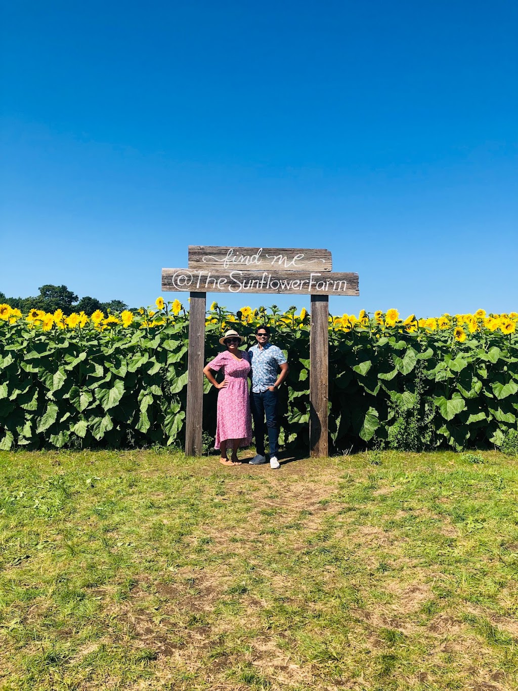 The Sunflower Farm | 24430 Sideroad 17, Side Rd 17, Beaverton, ON L0K 1A0, Canada | Phone: (416) 316-9543