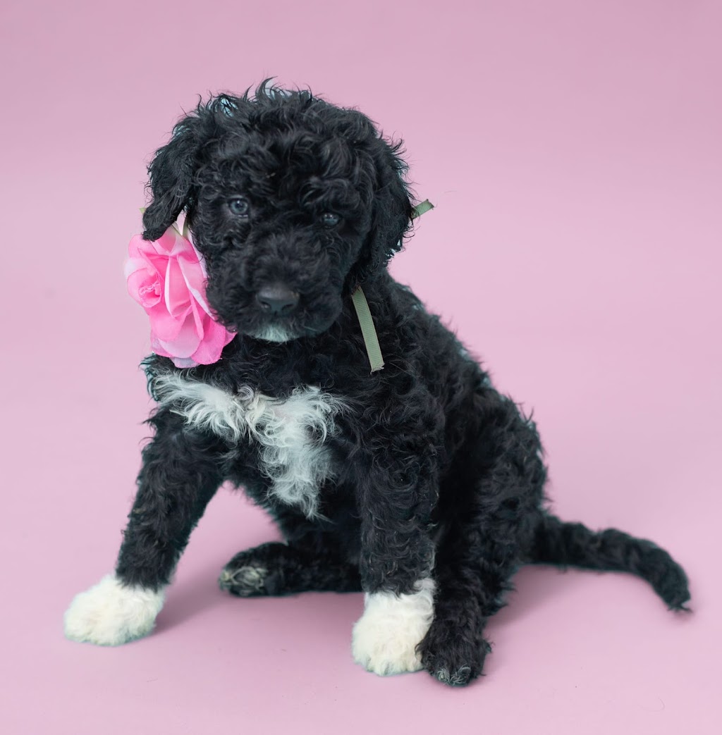 Pura Vida Portuguese Water Dogs | 324 Edgar Bonner Ave, Rockwood, ON N0B 2K0, Canada | Phone: (647) 898-9953