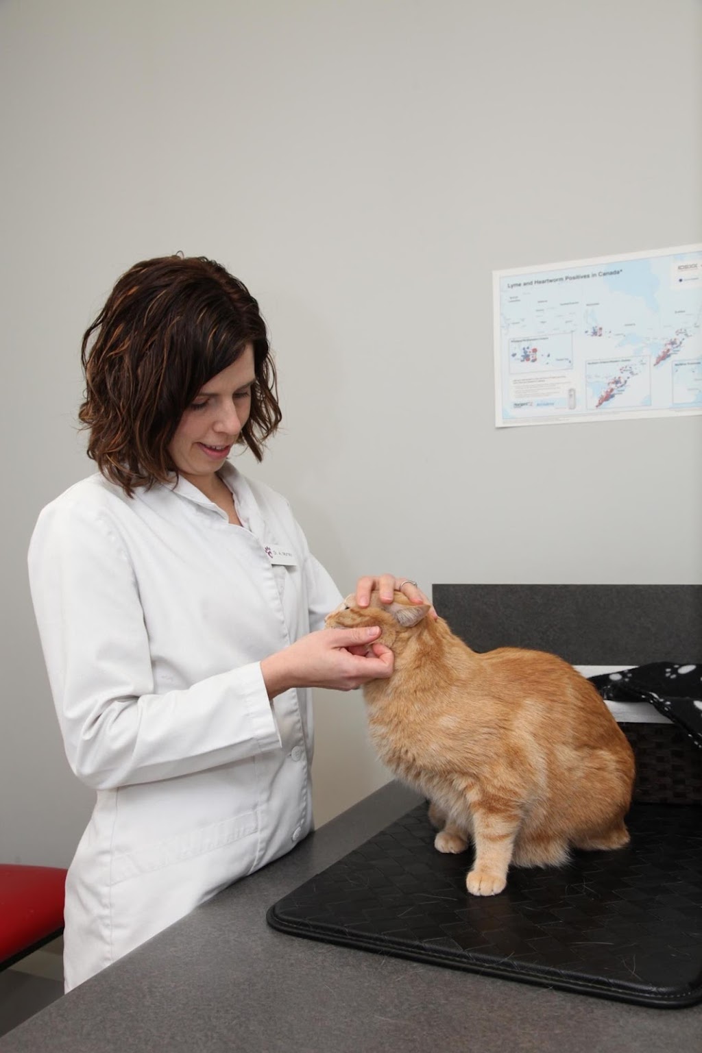 Machray Animal Hospital | 1039 McPhillips St, Winnipeg, MB R2X 2K6, Canada | Phone: (204) 586-9721