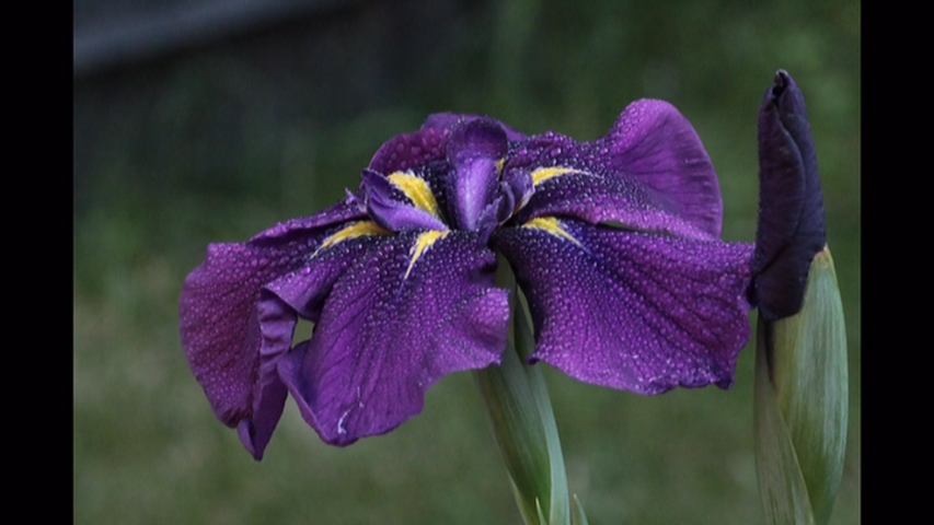 Jardins OColibris | 1768 Montée de la Réserve, Notre-Dame-de-la-Merci, QC J0T 2A0, Canada | Phone: (819) 424-7138