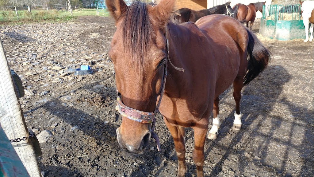 Legacy Equestrian Ctr | 166 George Whynot Rd, New Germany, NS B0R 1E0, Canada | Phone: (902) 644-2555
