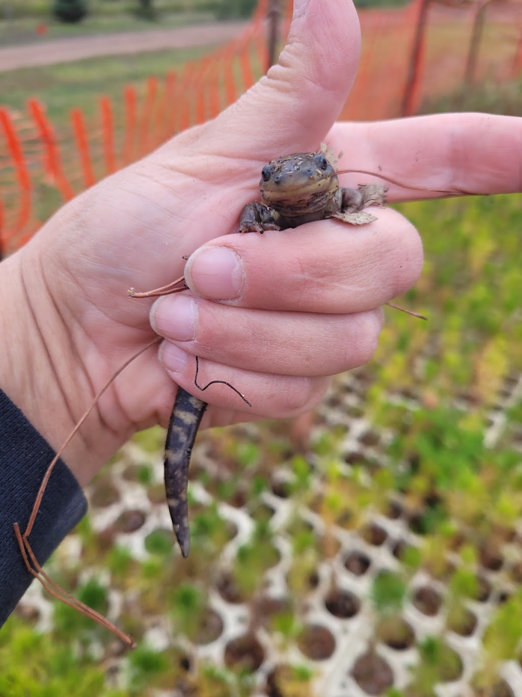 Old Man Creek Nursery | OLD MAN CREEK NURSERY, 53351, Range Rd 231, Edmonton, AB T8A 4V2, Canada | Phone: (780) 442-5311