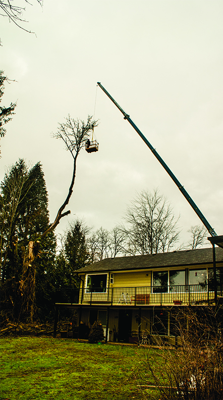 Central Valley Tree & Arborist Services LTD. | 933 Coutts Way, Abbotsford, BC V2S 7M2, Canada | Phone: (604) 853-1986