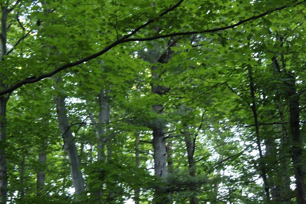 P7 Gatineau Park | 206 Chemin Kingsmere, Chelsea, QC J9B 1G8, Canada