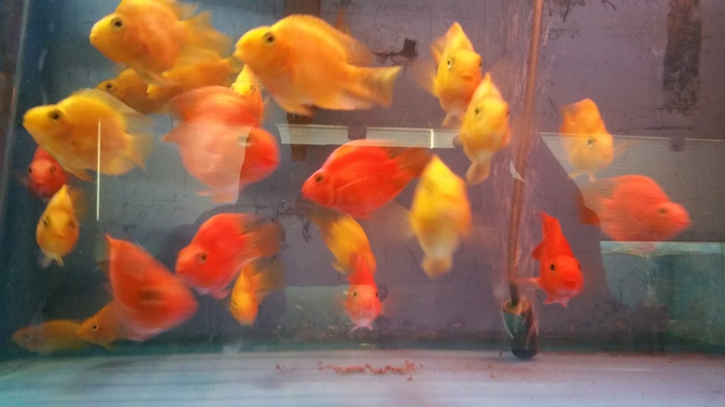Aza Aquarium | 8050 Boulevard Taschereau, Brossard, QC J4X 1C2, Canada | Phone: (450) 671-3113