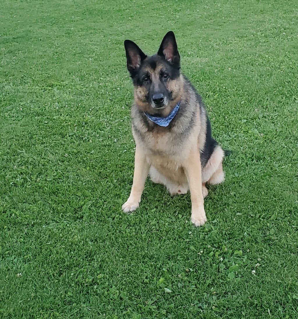 Wolfman K9 Obedience | 12739 Winston Churchill Blvd, Caledon, ON L7C 1S3, Canada | Phone: (289) 924-1550