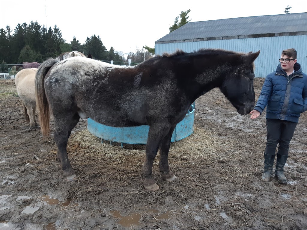 Sandhill Stables Horses Boarded | 1238 Snyders Rd E, Baden, ON N3A 3L3, Canada | Phone: (519) 634-8999