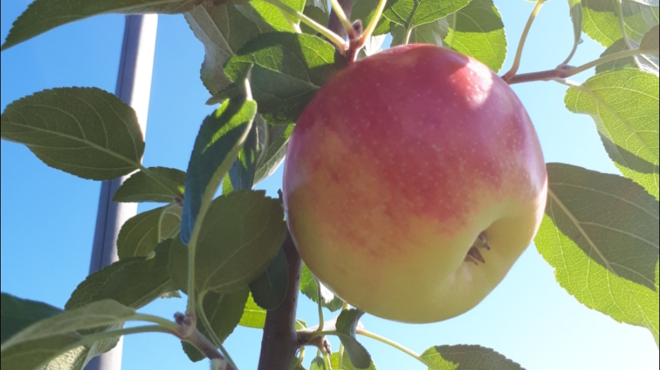 Verger Trois Pommes | 470 Rue Principale, Rougemont, QC J0L 1M0, Canada | Phone: (450) 469-0858