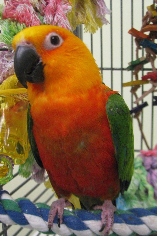 Calgary Avian & Exotic Pet Clinic | 2308 24 St SW #1, Calgary, AB T2T 5H8, Canada | Phone: (403) 240-3577