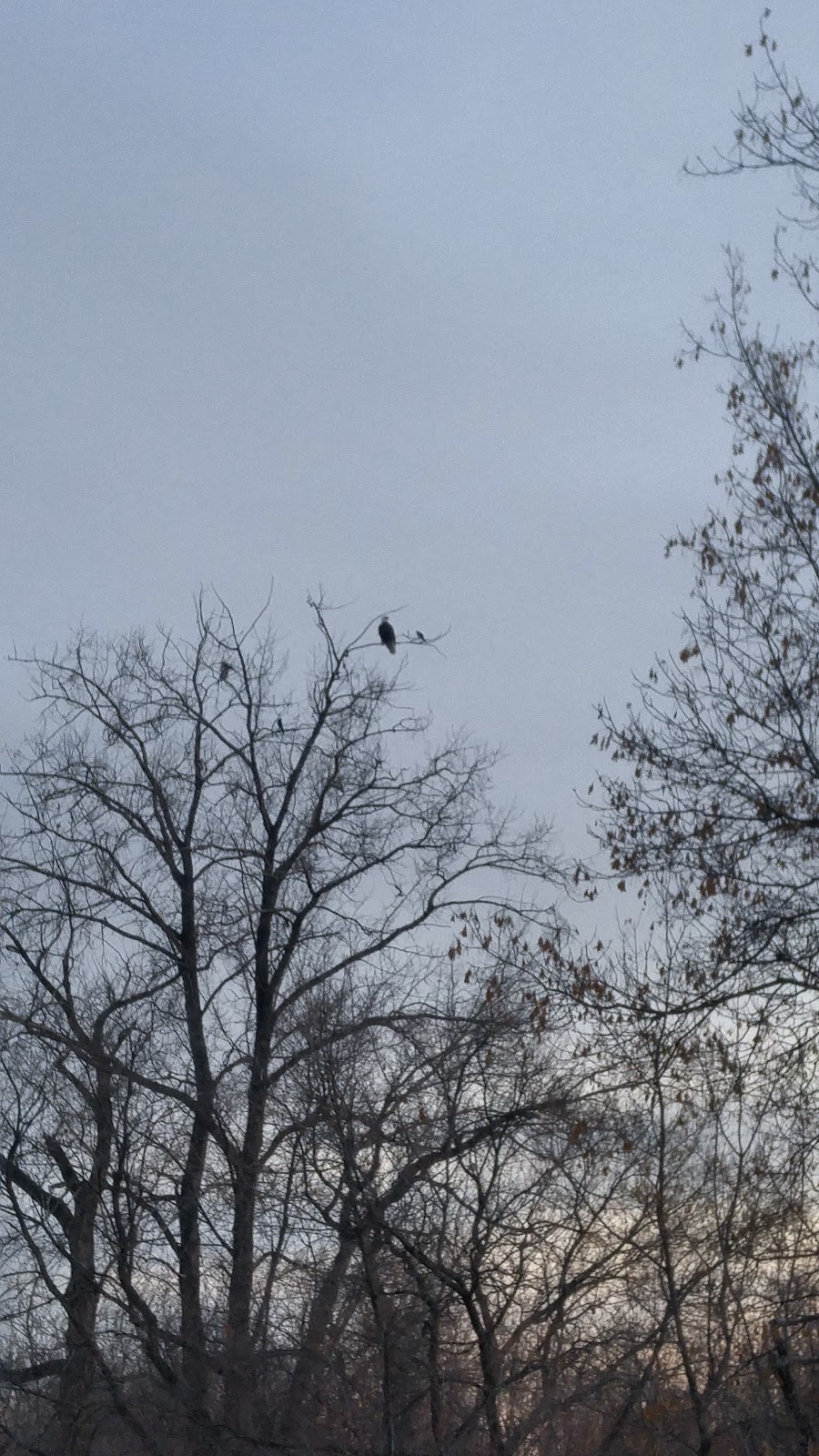Spadina Bird Watch | 4E5, 1337-2119 Spadina Crescent W, Saskatoon, SK S7M 1P5, Canada