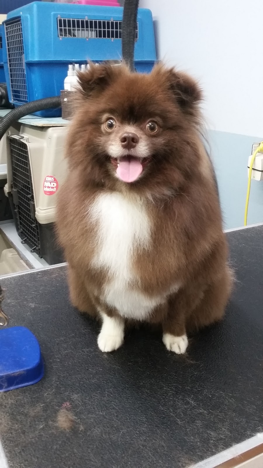 Sadies Pet Stop | 5716 111 St NW, Edmonton, AB T6H 3G1, Canada | Phone: (780) 448-1737