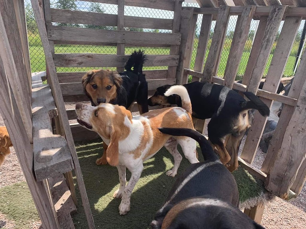 Park Your Paws Ltd. | 19384 Glooscap Trail, Amherst, NS B4H 3Y4, Canada | Phone: (902) 661-1110