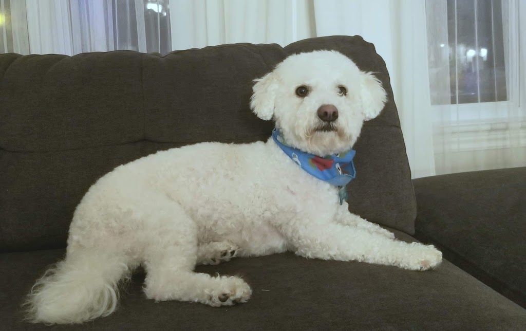 Madame J Toilettage | 35 Ch Haendel, Candiac, QC J5R 1R7, Canada | Phone: (514) 973-3019