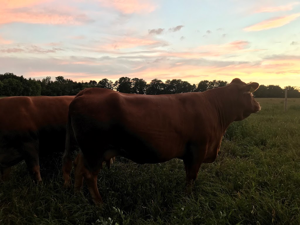 Bow Park Farm Limousin Cattle | Brant, ON N3T 5L6, Canada | Phone: (905) 483-5161