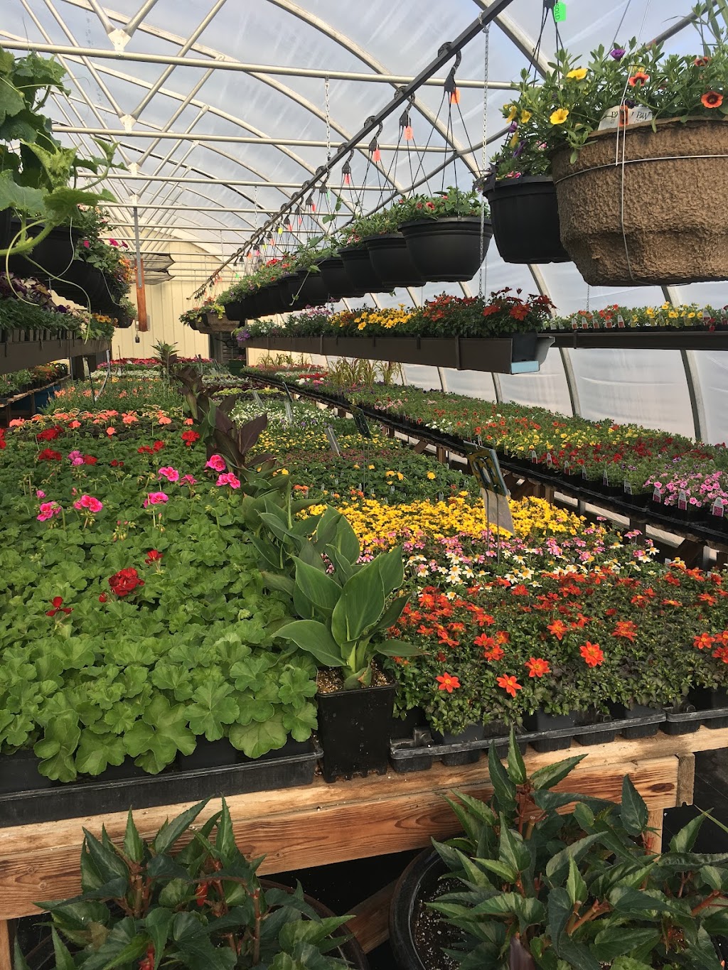 Bloomin Acres Greenhouses | 175011A Range Rd 142, Newell County No. 4, AB T1R 1C5, Canada | Phone: (403) 363-9416
