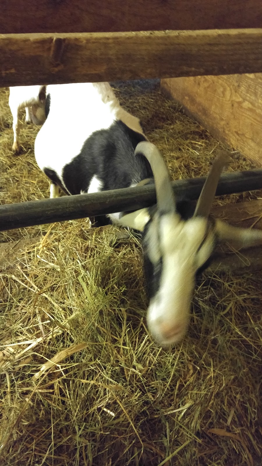 Rivers Edge Goat Dairy | 8102 Wellington County Rd 109, Arthur, ON N0G 1A0, Canada | Phone: (519) 848-2203