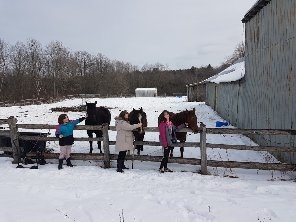 Happy Traills Farm | 228 Hall Settlement Rd, Plainfield, ON K0K 2V0, Canada | Phone: (613) 685-0247