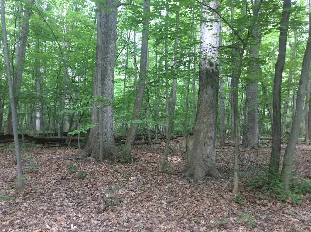 Alice Moore Woods Nature Sanctuary | 999 Stratford Rd, St Clair, MI 48079, USA | Phone: (517) 655-5655