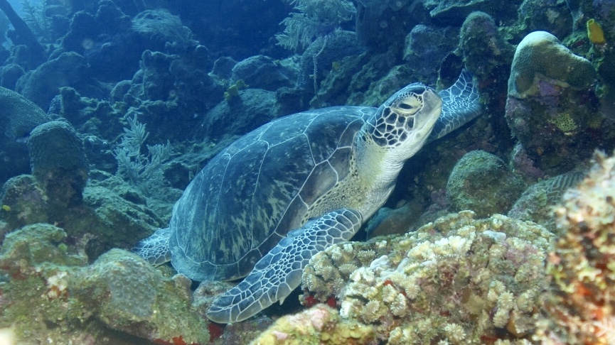 Aqua-Nuts Diving | 5355 56 St, Rocky Mountain House, AB T4T 1H4, Canada | Phone: (403) 846-3914